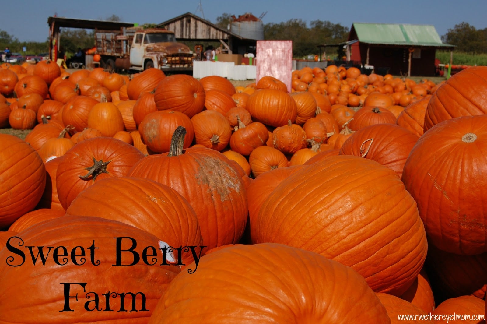 Texas Excursion Sweet Berry Farm