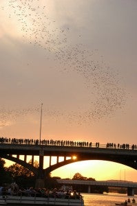 Bats leaving the Congress St. Bridge, Austin, TX, USA - Photo by Woody Hibbard
