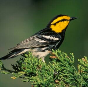 Golden-cheeked warbler perched on an evergreen branch.