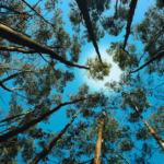 View of the clear, blue sky while looking up from a forest of tall trees below