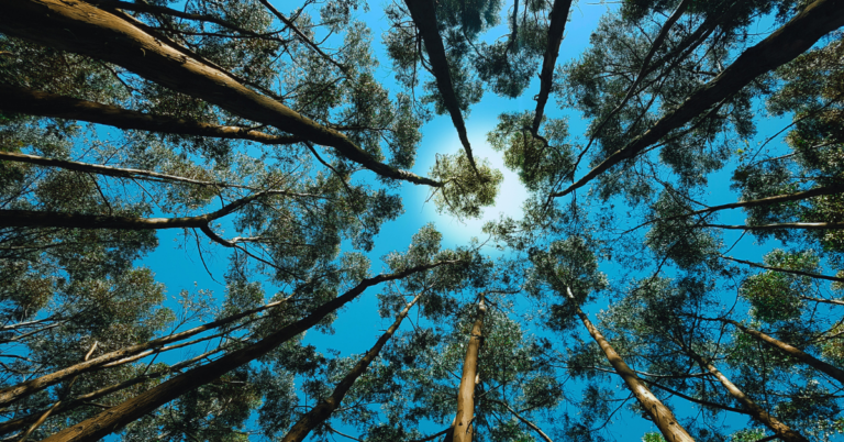 View of the clear, blue sky while looking up from a forest of tall trees below