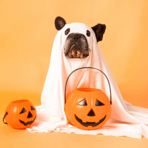 French bulldog in ghost costume with pumpkins