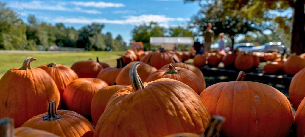 Close-up of bright orange pumpkins arranged outdoors on a sunny day with trees and a blue sky in the background.